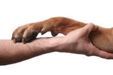 Pet Psychic- Readings & Pet blessings photo 4