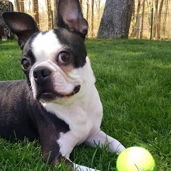 Had the best time at Nanas and grandpas boston bostons bostonterrier bostonterriers bostonterriersofinstagram BT dog dogs dogsofinstagram cute adorable nature photography sunshine bostonterrier_featurejpg