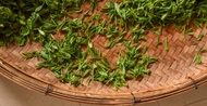 2019 1st Picking Reserve Flat Pressed Laoshan Green from Verdant Tea