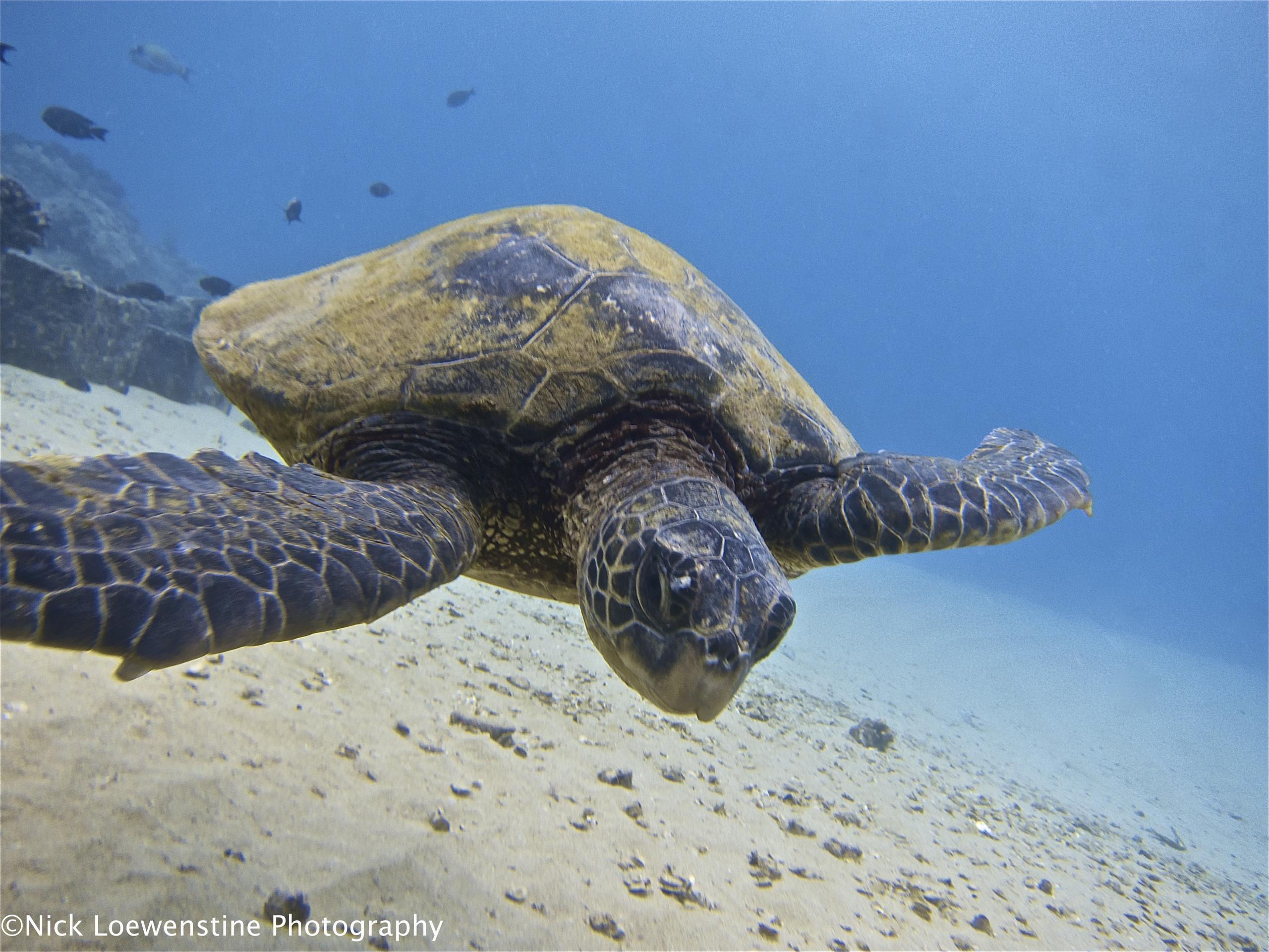 Beginner/Refresher Dive - Electric Beach photo 1