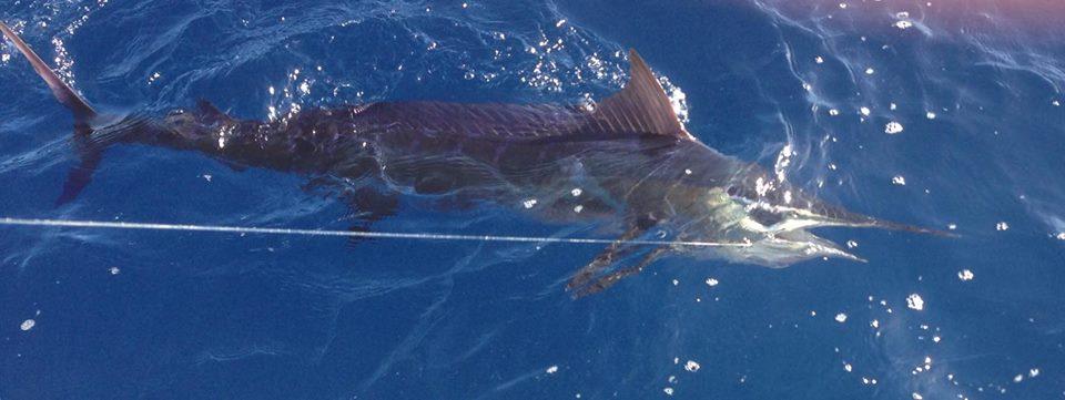 Deep Sea Fishing Charter (Full day) photo 3