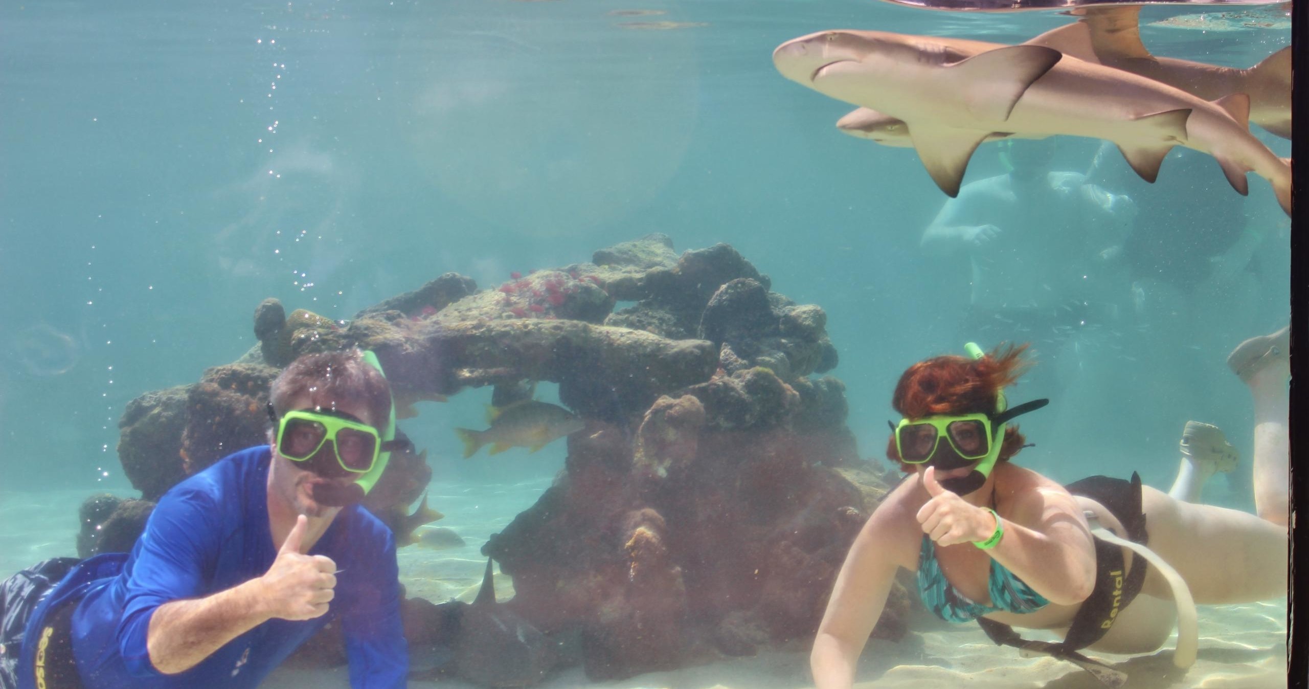 Shark Encounter photo 2