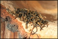Yixing Gold, Spring 2018 from Whispering Pines Tea Company