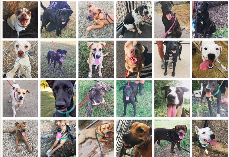 Helping the lost and dogs of Van Buren, AR that are ALMOST