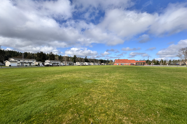 Athletic Field Grass