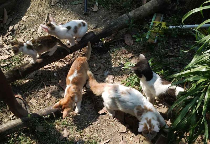 Rescued kittens exploring their enclosurejpg