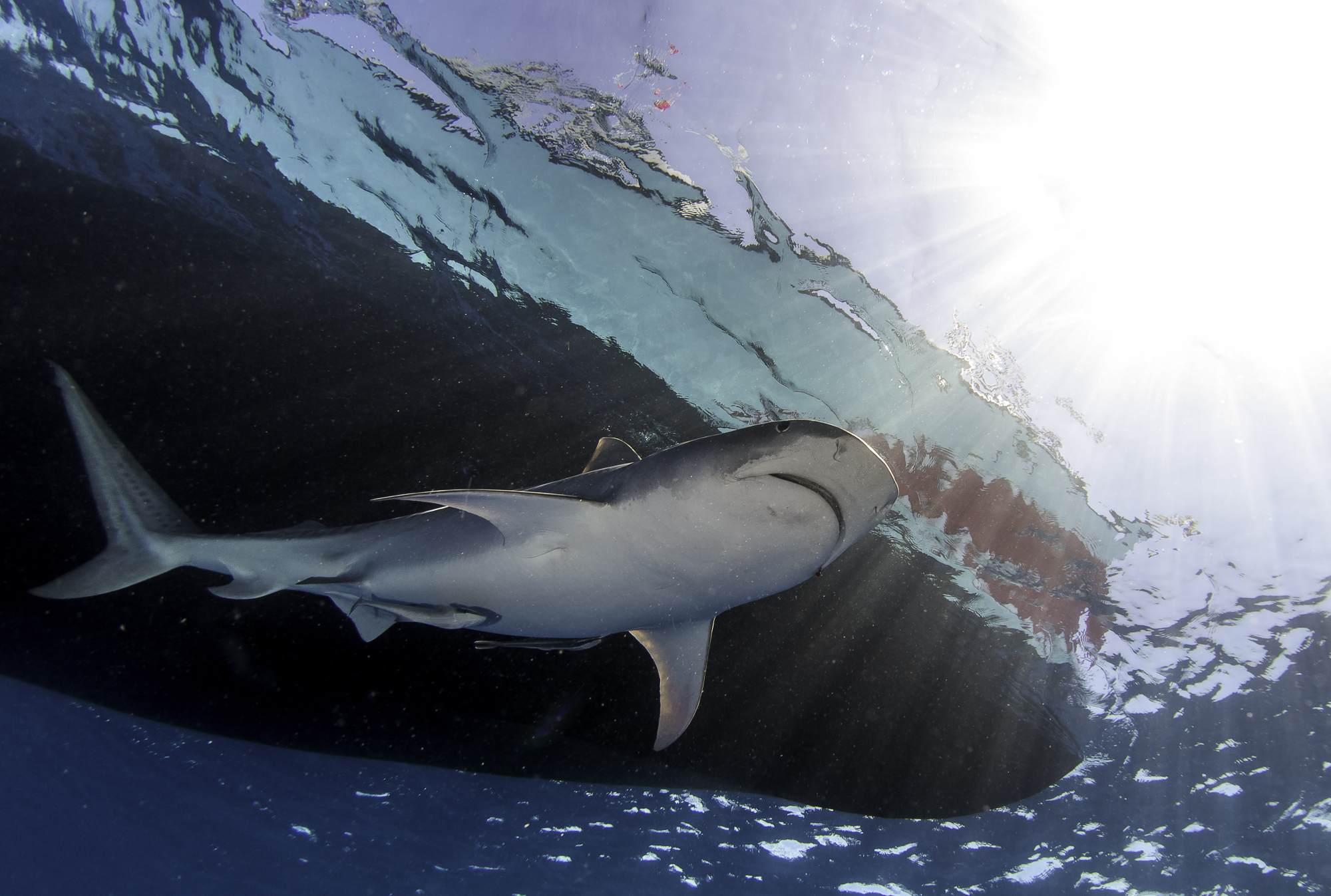 Shark Diving Tour in Jupiter in Miami: Book Tours & Activities at Peek.com 