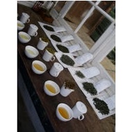 Darjeeling Enigma Rohini from Kolodziej and Lieder