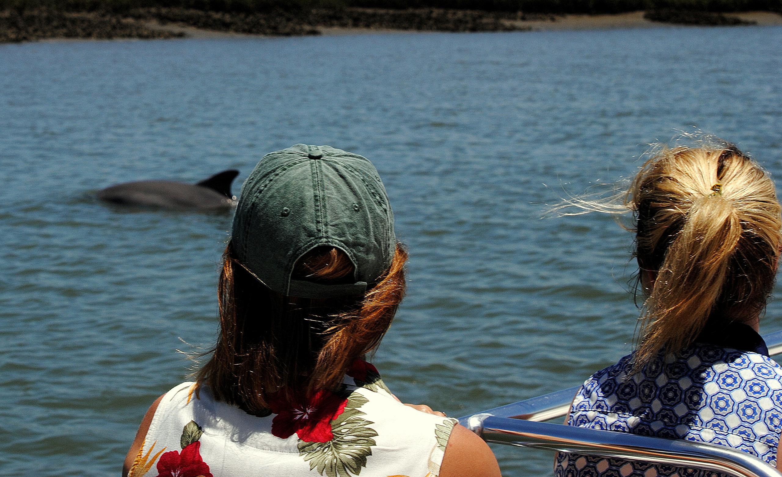 Dolphin Eco-Charter photo 3