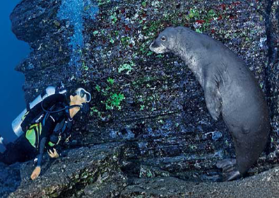 Scuba Diving Adventure at Ni’ihau with Seasport Divers - Lihue