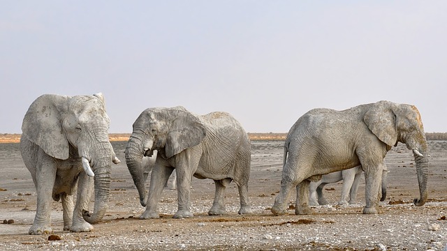 Elephants