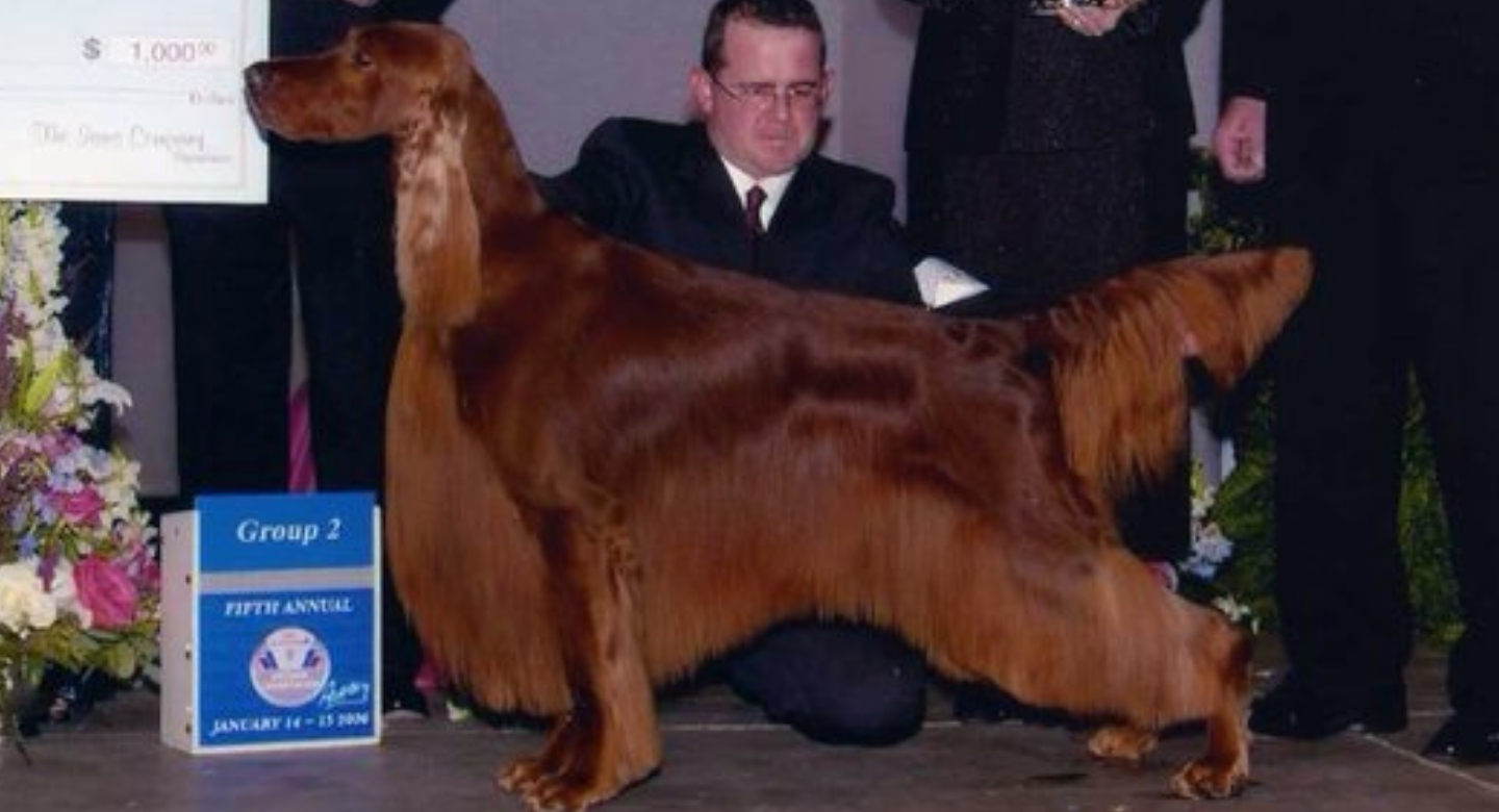 When Should I Take My Irish Setter Grooming