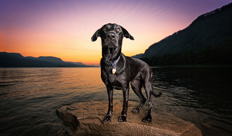 Descubre el Yo Invisible de tu perro