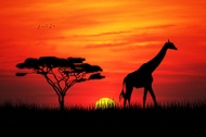 african dusk from The Devotea