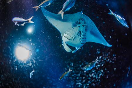 Manta Ray Night Charter