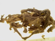 Bao Zhong High Grade - Pouchong from Art of Tea