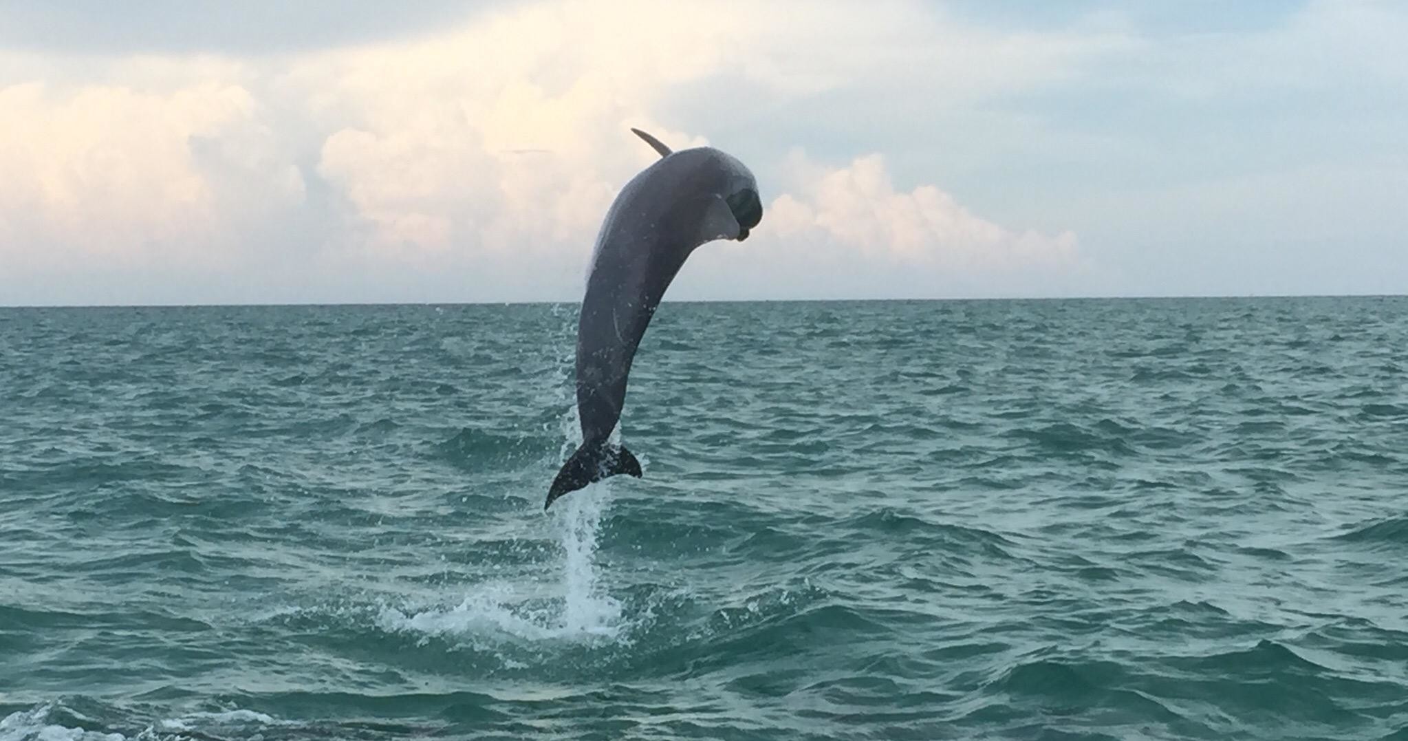Wild Dolphin Encounters with WILD about DOLPHINS in Stock Island - Key West