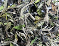 Fu Ding Bai Mu Dan from jing tea shop