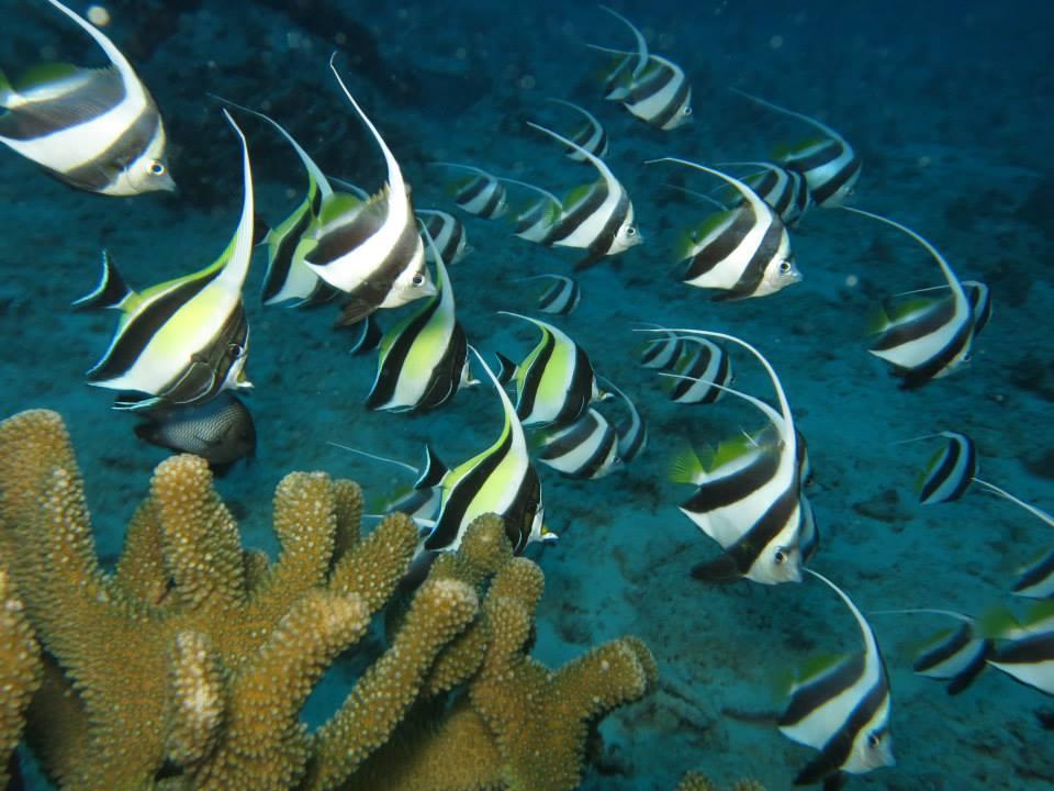 Coral Reef Dives in Honolulu: Explore Hawaii's Underwater Wonders - Honolulu