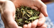Shou Mei from Verdant Tea