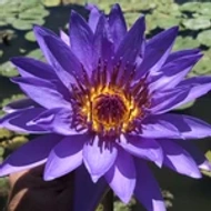 Blue Lotus Blossom Herbal Tea/Tisane from Mountain Stream Teas