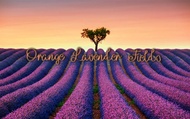 Orange Lavender Fields from Adagio Custom Blends, Meg