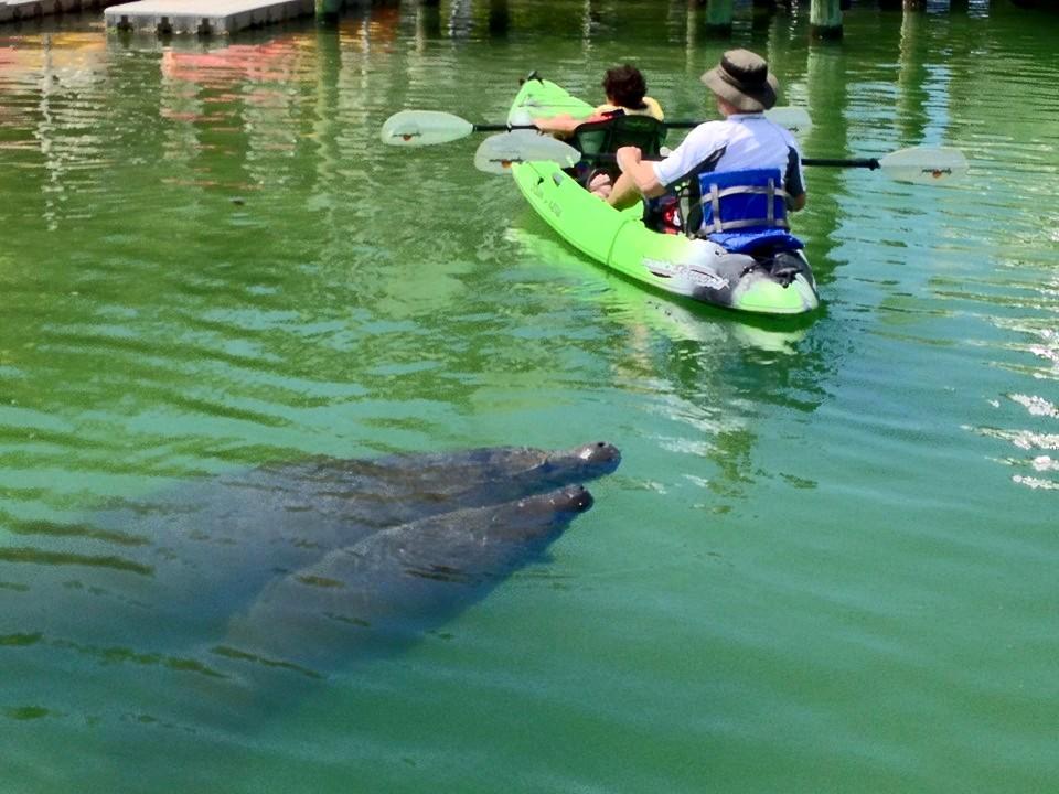Kayak Adventures in Sarasota with Sea Life Kayak Adventures - Tampa