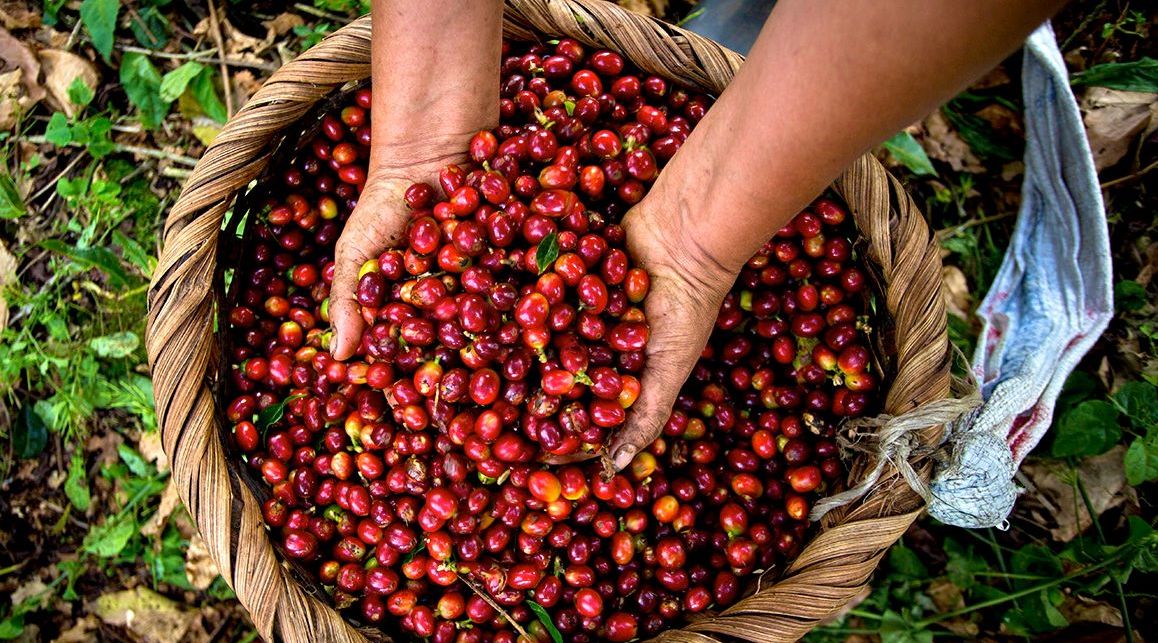 2Hour Coffee Tour in Costa Rica Book Tours & Activities at