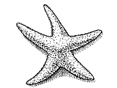 Starfish International logo