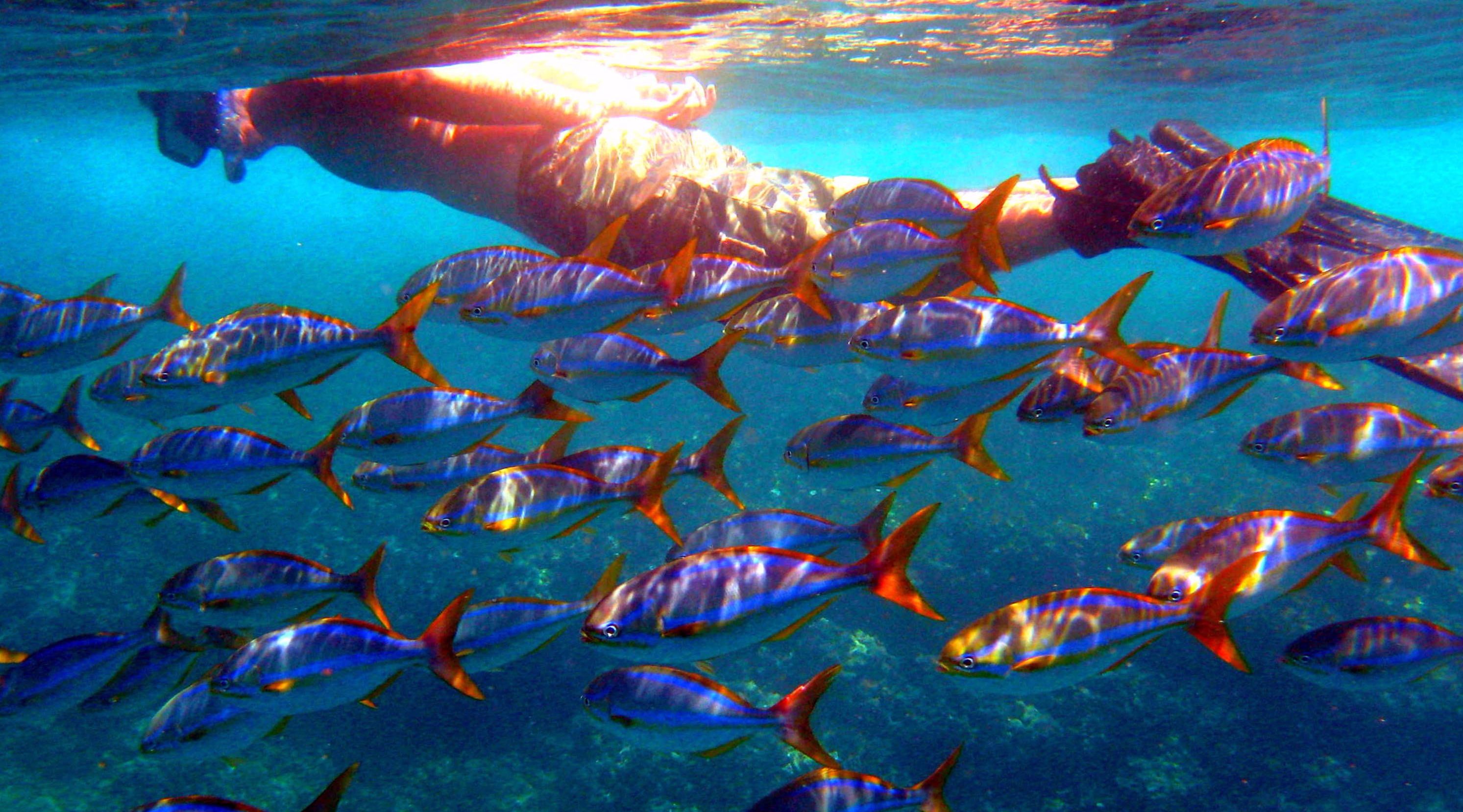 Private Morning Snorkeling & Sailing Tour in Costa Rica