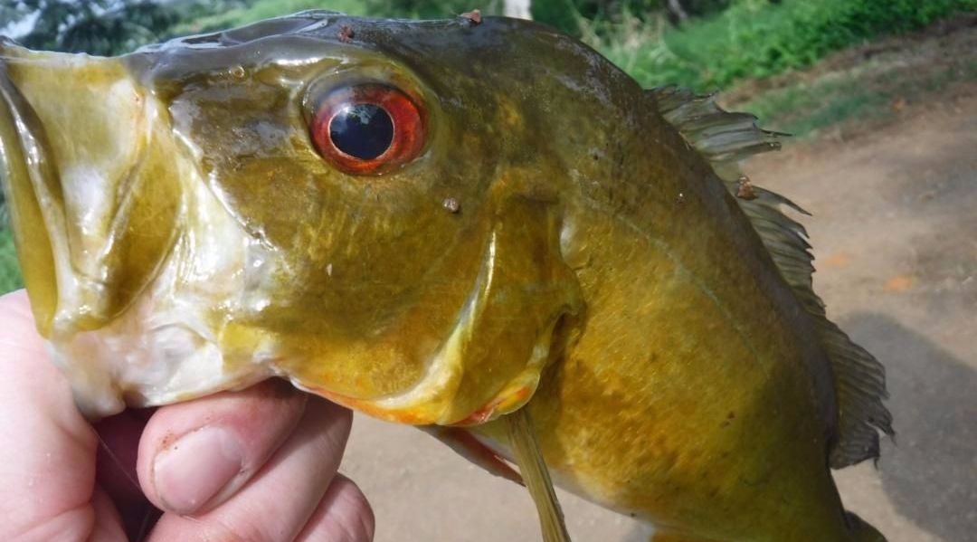 ThreeHour Freshwater Fishing Adventure on Kauai Book Tours