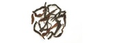 Nonpareil Yunnan Dian Hong Ancient Wild Tree Black Tea from Teavivre
