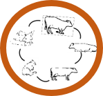 Understand life cycle of animals in your dairy farm. Be successful in dairy farming