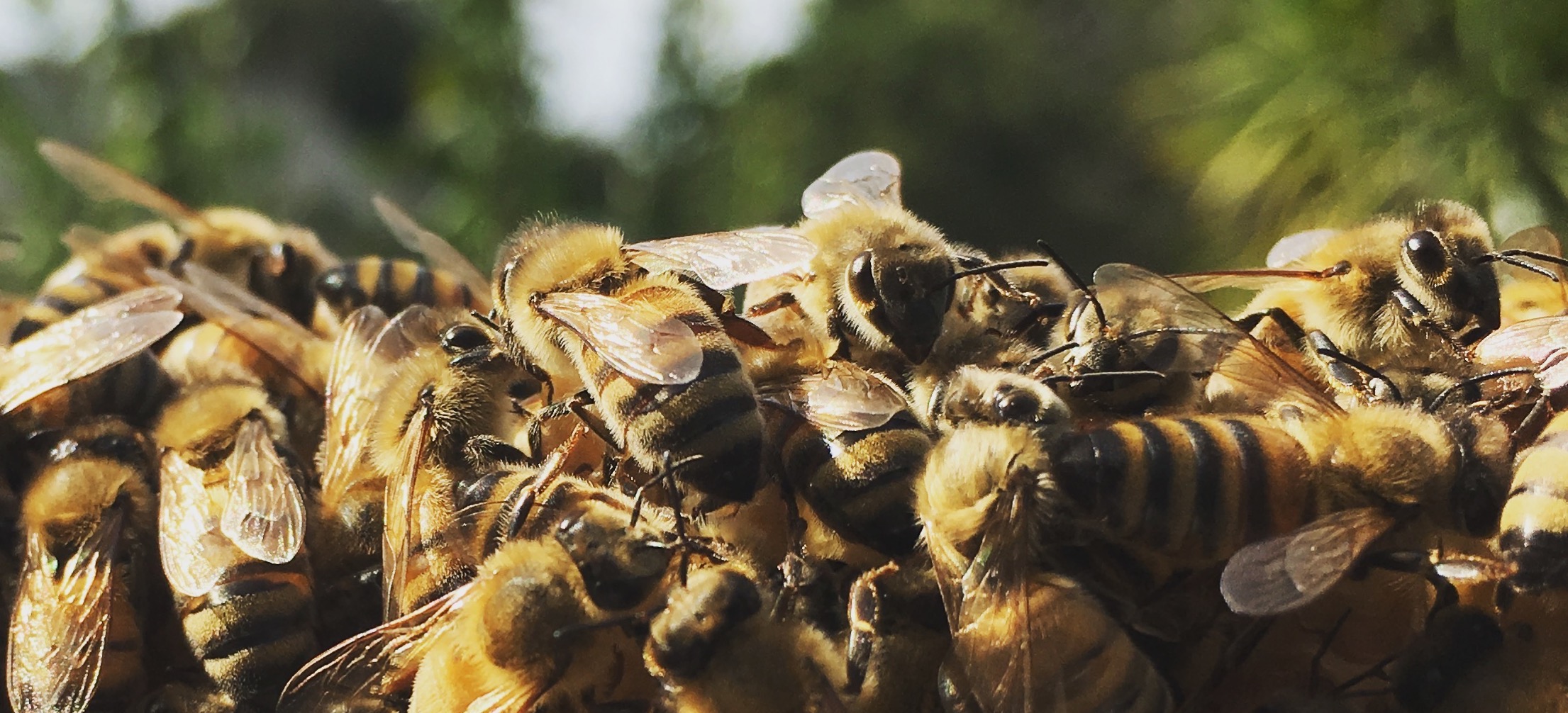 Product image for 2024 Honey Bee Biology & Behavior Course