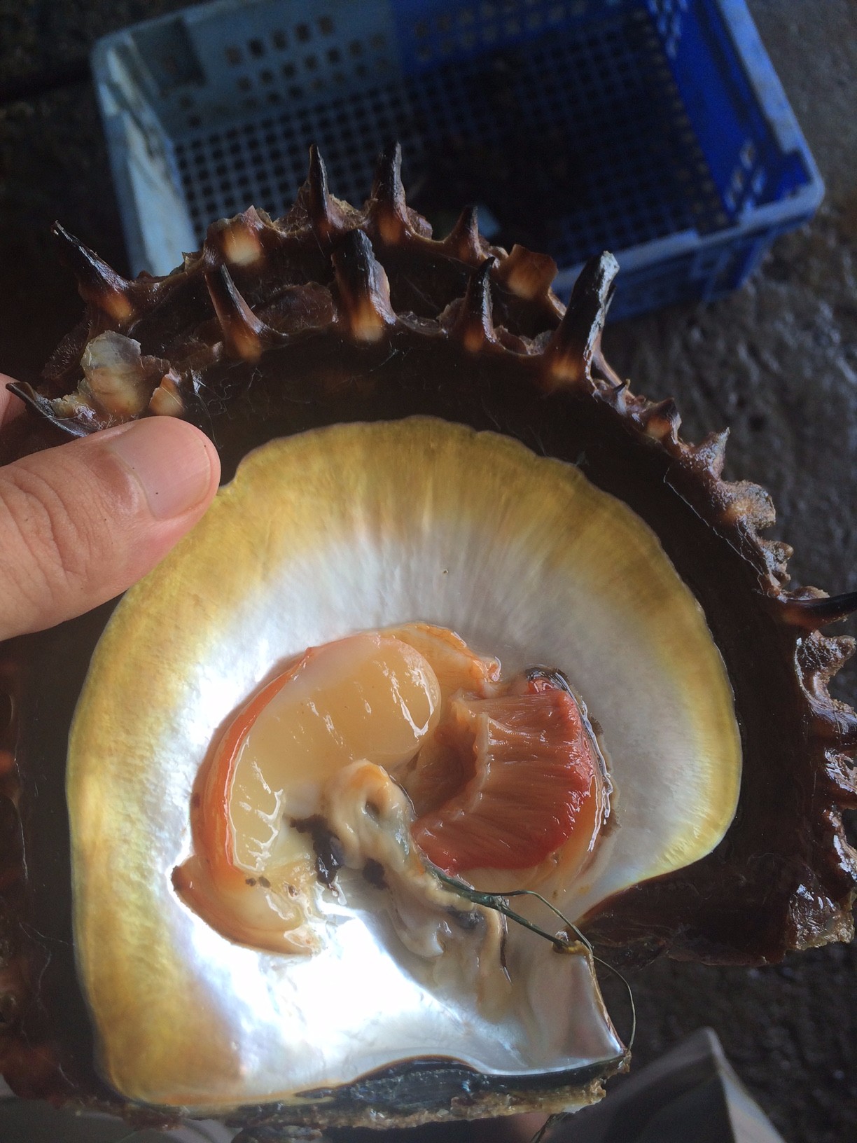 Fijian Black Pearls | Pearls As One -- Pearl Specialist Course