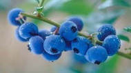 Blueberry Fling from Adagio Custom Blends