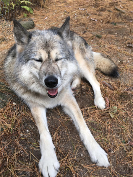 wolfjpg