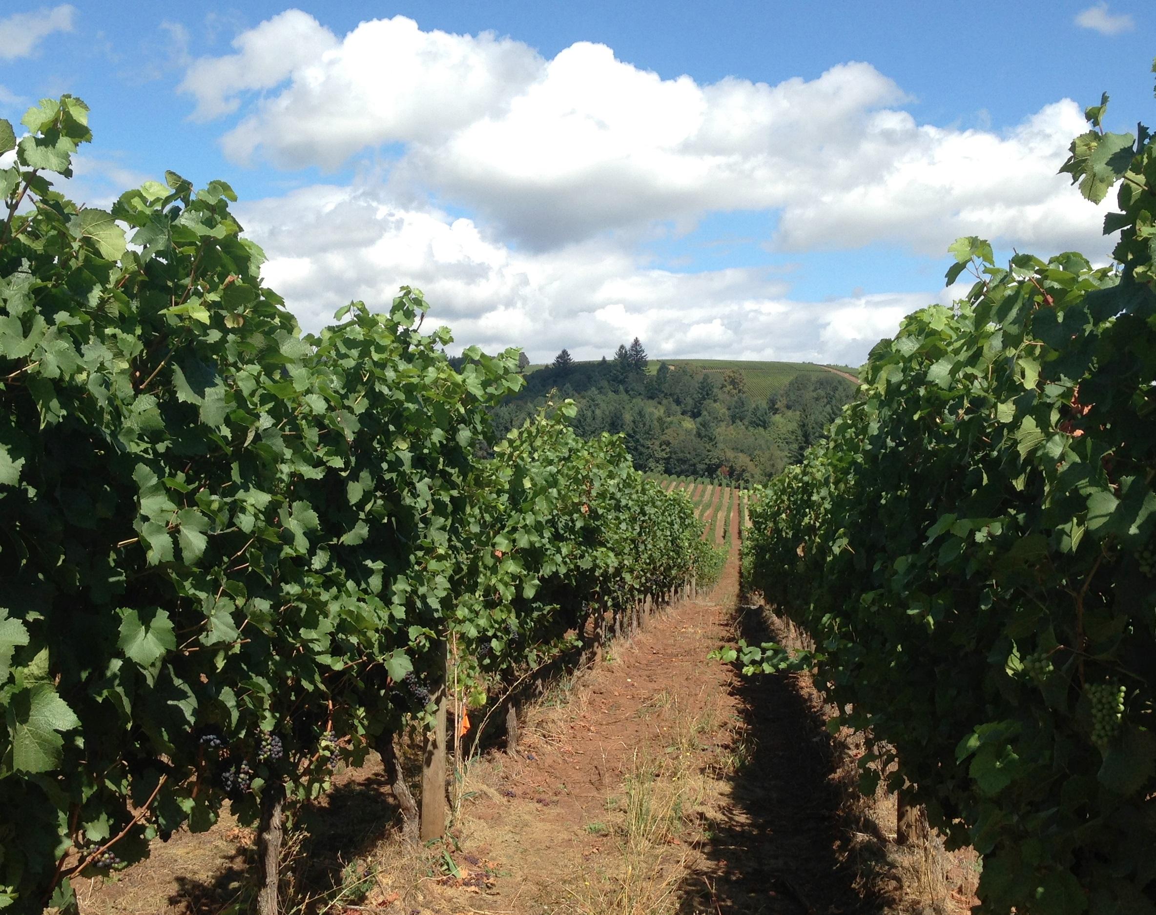 Full Day Willamette Valley Wine Tasting Tour photo 5