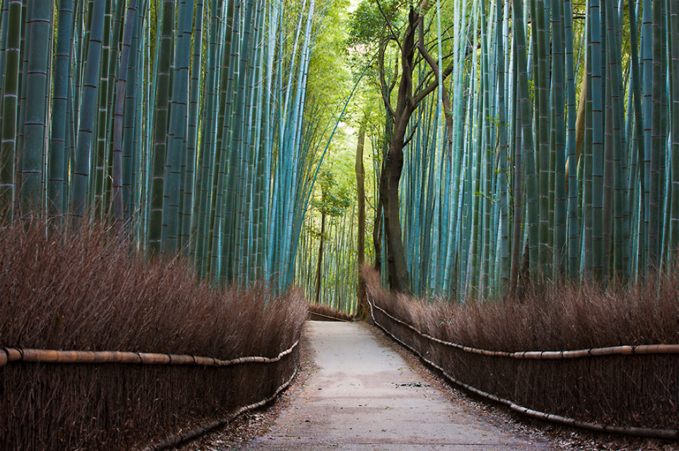 கண்கவர் மரங்கள்  M1t8wE6JQlqEqqFaLCxi+bamboo-forest-japan