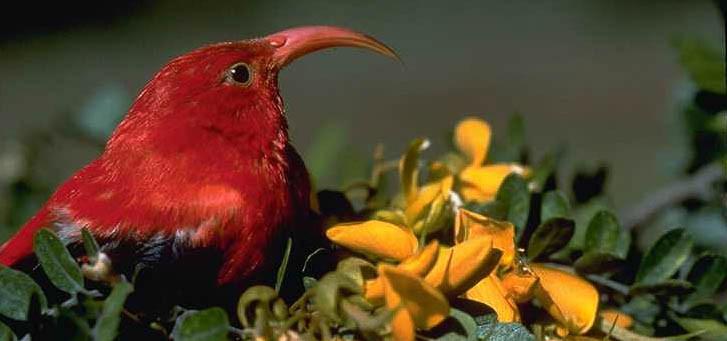 Hakalau Forest Reserve Birdwatching Exclusive photo 2
