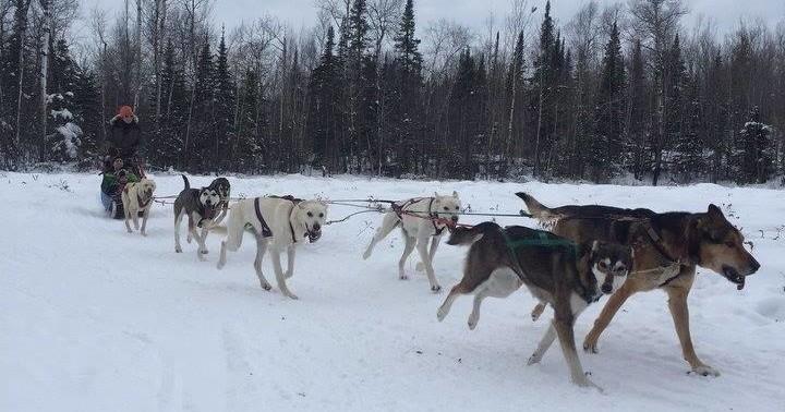 Winter Wilderness Dog Sledding with Positive Energy Outdoors - Twin Cities