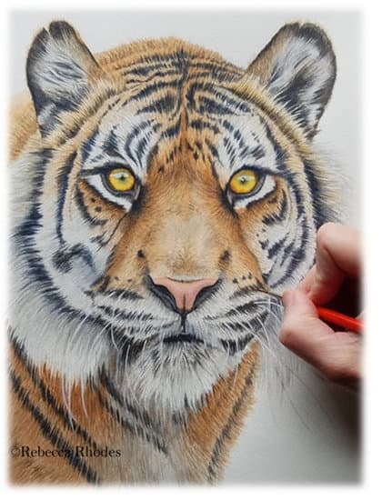 How to Paint a Realistic Tiger | Watercolors with Rebecca Rhodes