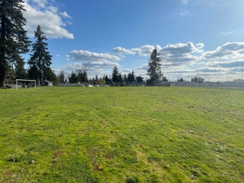 Athletic Field Grass