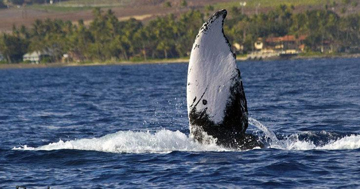 Whale Watch Adventure photo 5