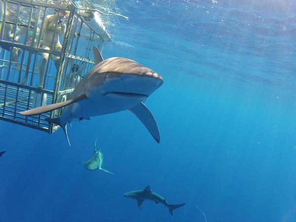 Shark Diving in Haleiwa with North Shore Shark Adventures - Honolulu