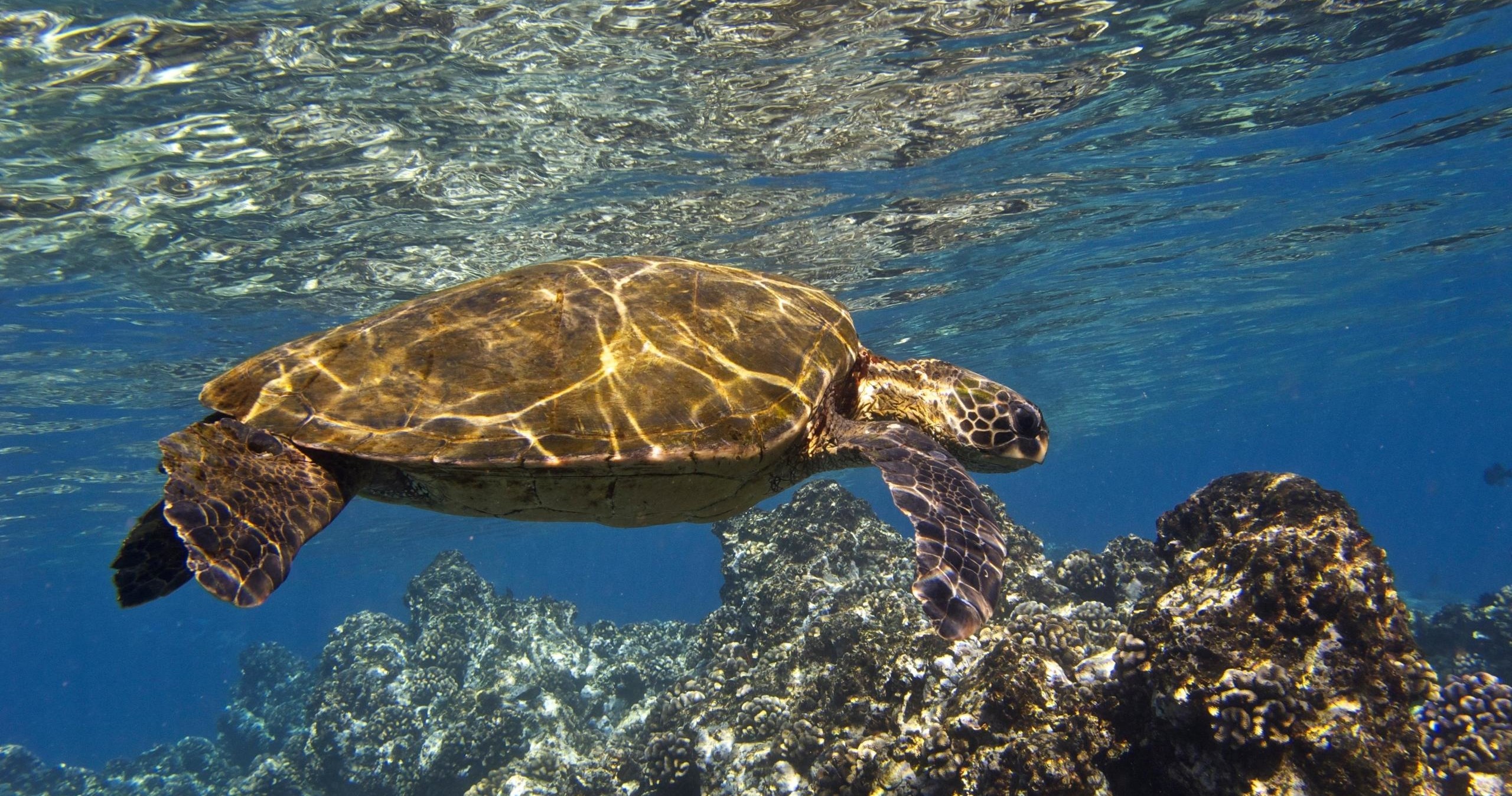 Lahaina Kayak & Snorkel Adventure in Kihei, Hawaii - Kihei