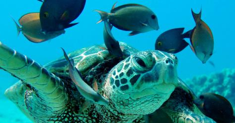 Dolphin & Manatee Tour in Kapolei, HAWAII with Rockon Recreation Rentals