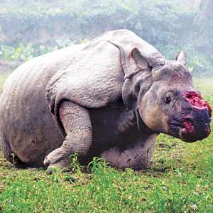 rhino_pic2jpg