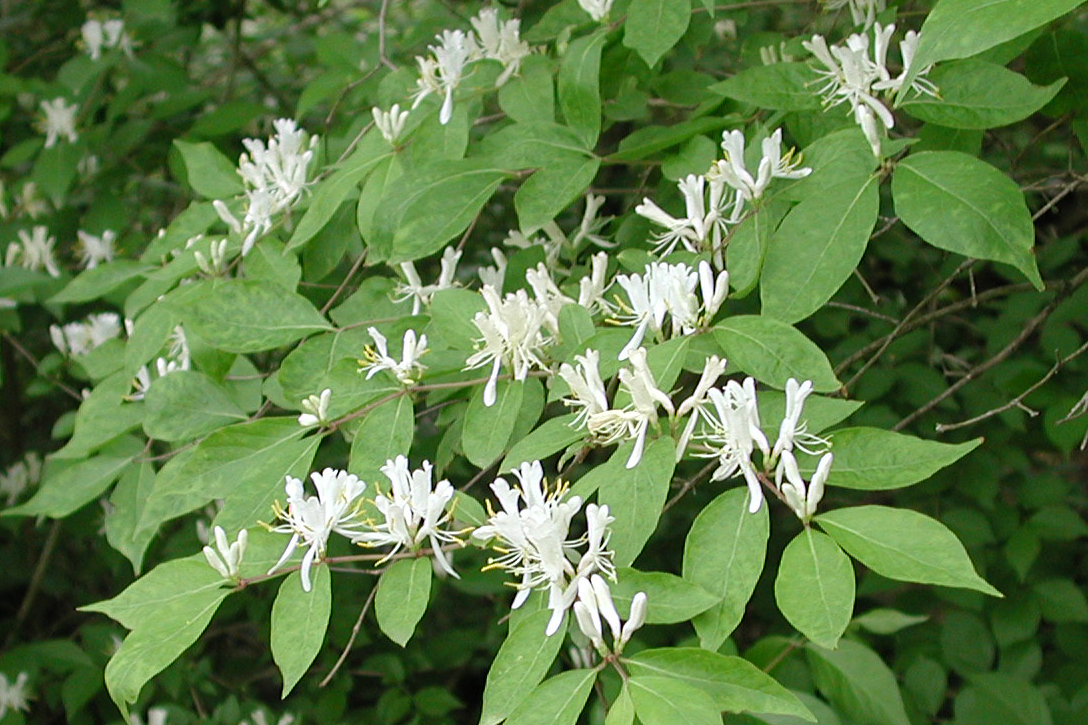 Lonicera maackii var. podocarpa : semis MsBA5IySS3MSyDMkB8wH+Athens_County_Invasives_Control_Program