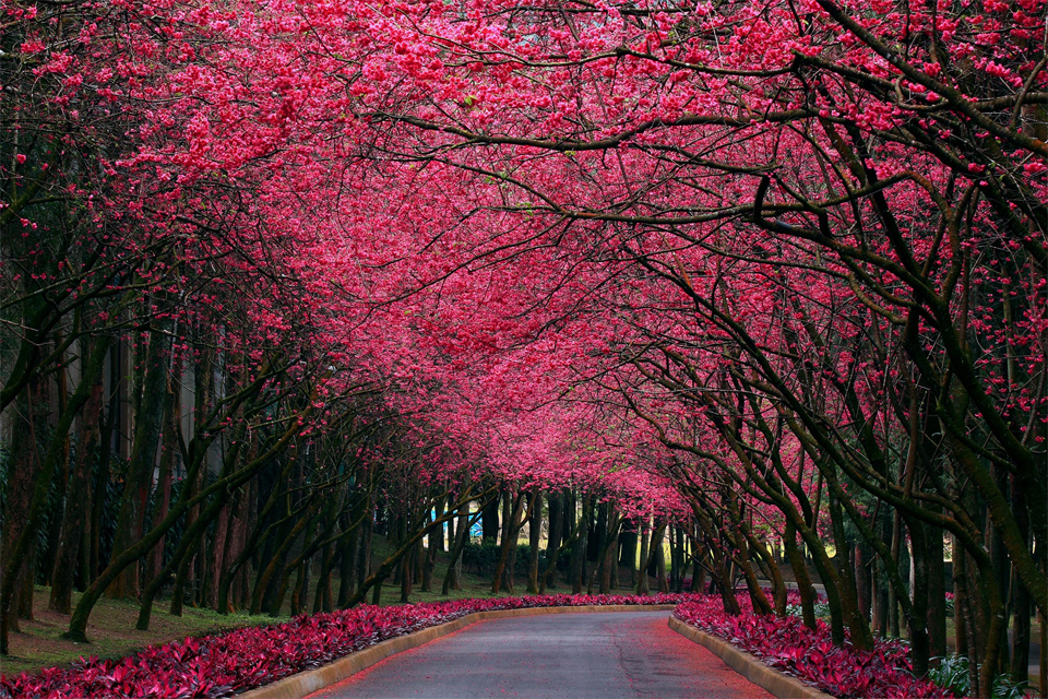 கண்கவர் மரங்கள்  MxJtUIvQhKu8oeZtXyO9+cherry-blossom-road